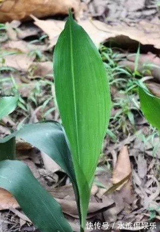 养护|一叶兰没开花,如何养护一叶兰能让它开花,学会几招轻松爆盆