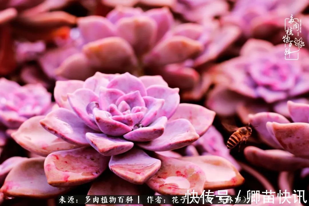 为了爱情来到陌生城市,偶遇多肉,地老天荒的爱恋!