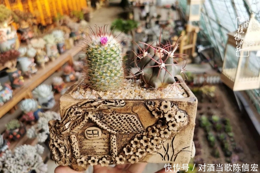 多肉桃花源:别人笑我太疯癫,我笑他人看不穿!