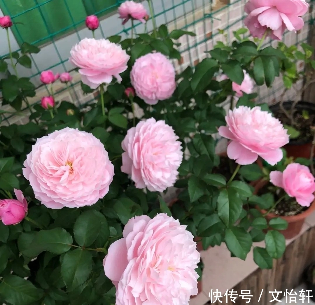 品种|100个月季品种，千姿百态，每个都很漂亮，图名并茂，值得收藏