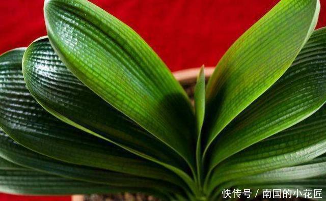 花盆|君子兰有什么花语和寓意，她又该怎么换盆呢？