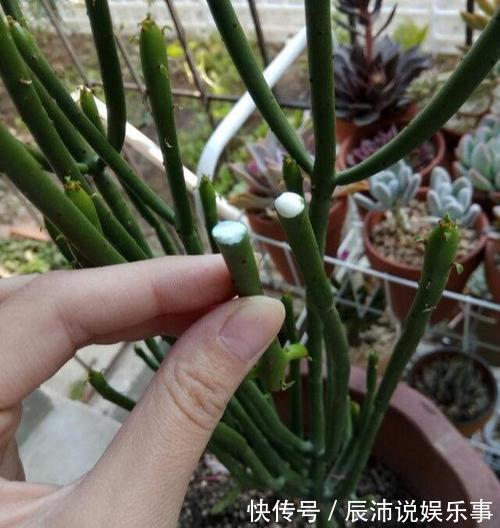 4种“大毒花”,家里经常养,修剪要小心,别碰上