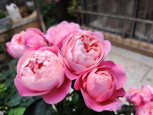 圆滚滚的绣球,瀑布般的花墙,这届花友也太会种花了吧