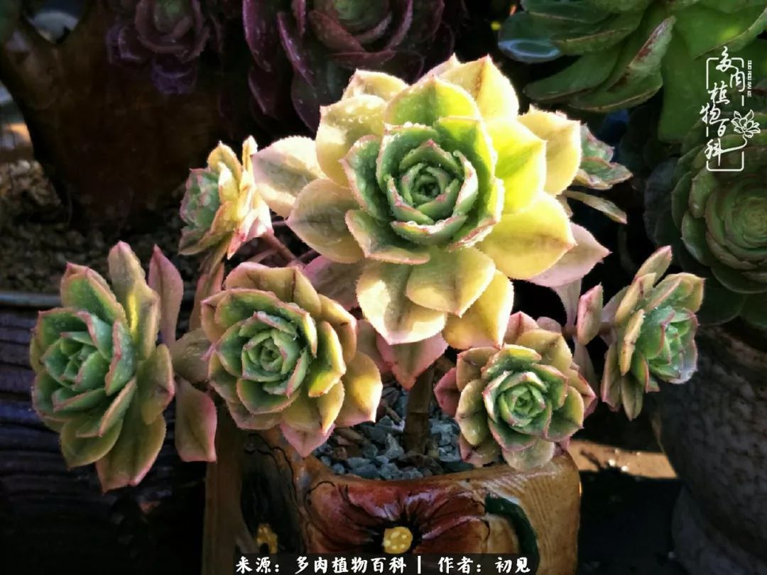 养多肉四周年，从初见到爱恋！幸福一直藏在浅薄的日子里！