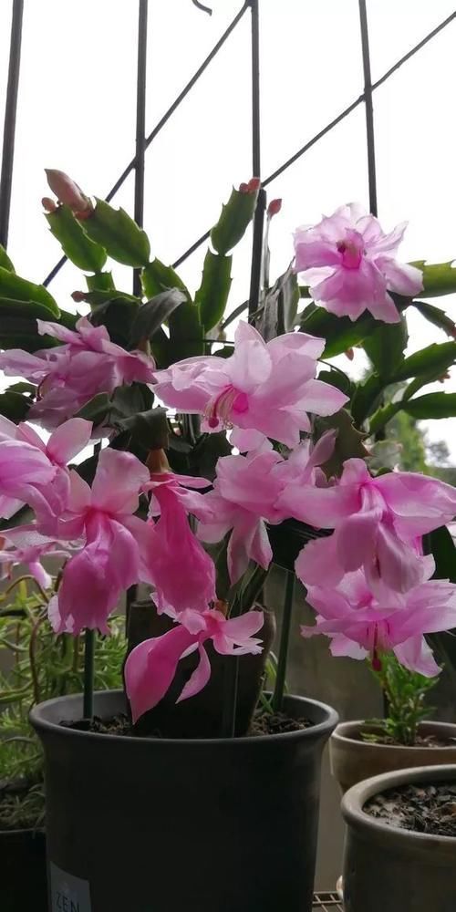 仙人掌科|养了5年的蟹爪兰,原来是个“假货”,看看你家的是什么?