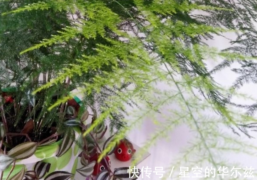 盆栽|文竹有“3爱3怕”,12月盆栽落实到位,枝叶翠绿粗壮