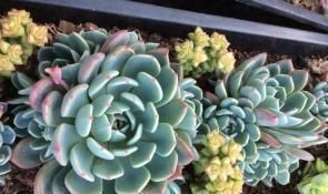 多肉植物不长个?教你一个小技巧,呼呼冒出一堆新芽!