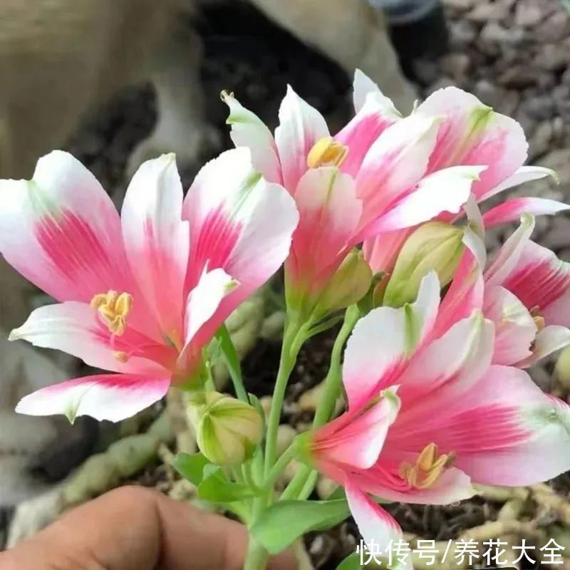 六出花|六出花耐旱好养,猛地一看像百合,花纹别致多彩