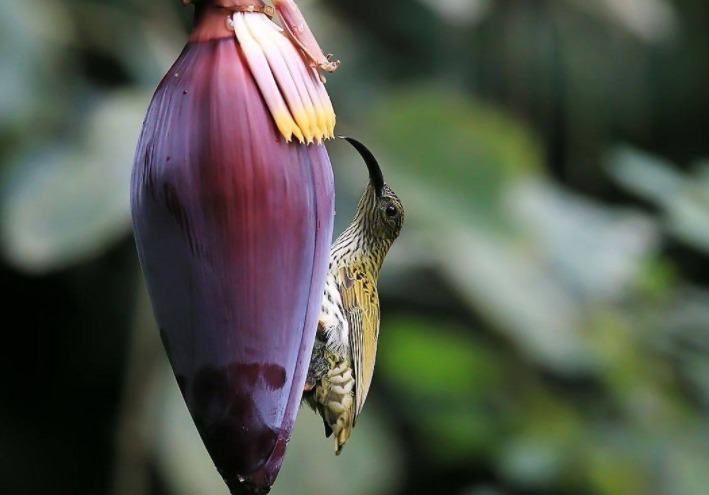 棕榈树|农村这4种野菜,见过的人很多,吃过的人很少,看看你吃过几种