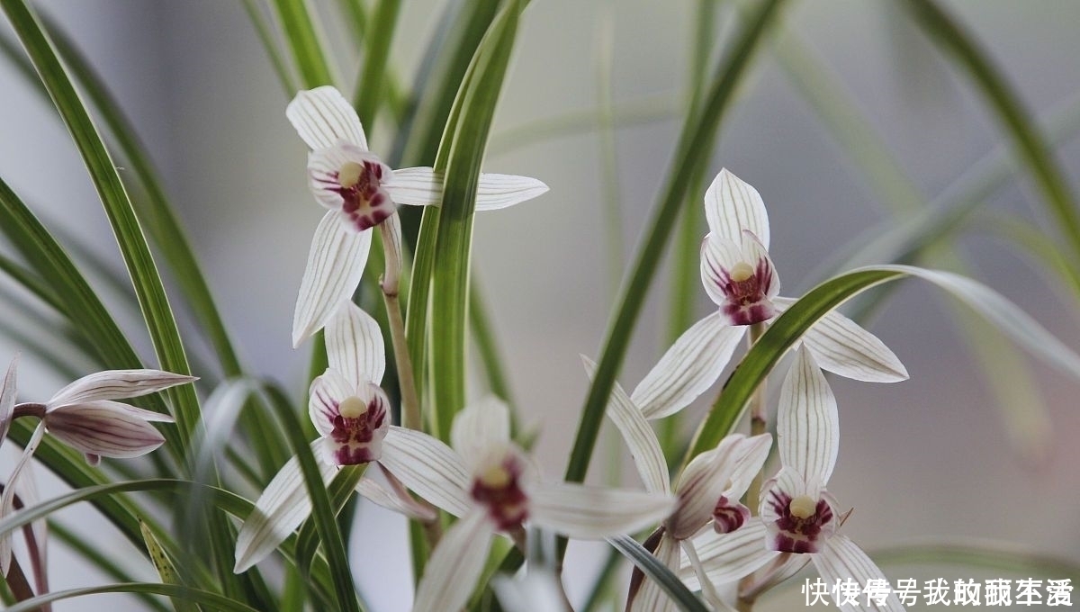 香蕉皮|肉根不发达,就要多施钾兰花根系不发达,常用3种天然钾肥