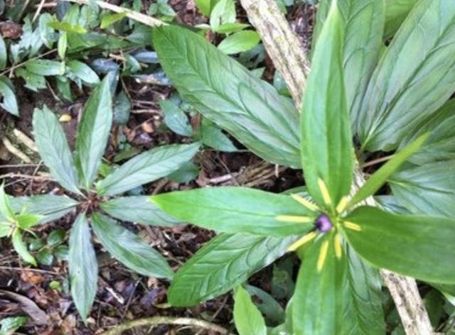 竹子下的1种“杂草”,看到别去踩,晒干后1斤“500元”,珍贵