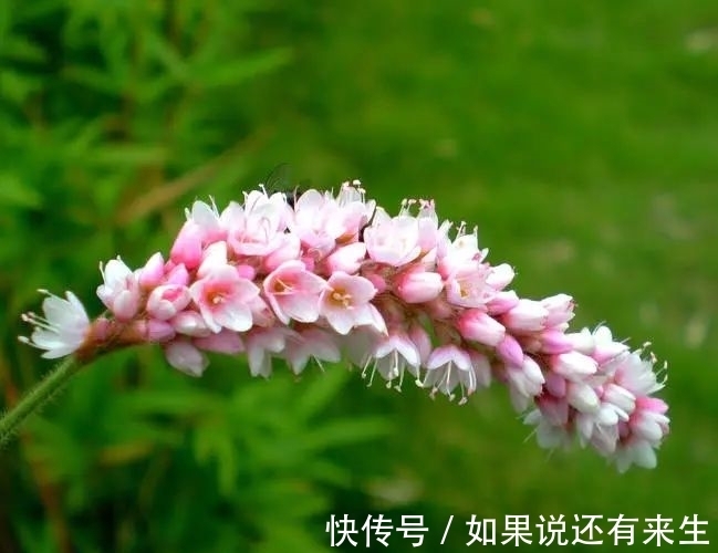 红蓼花!成束之美!难得一见!