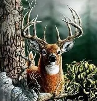 睡眠质量|老年痴呆测试题图中你能找到几只鹿我找了7只