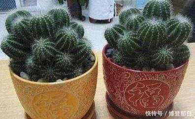 喜出望外|熊孩子砍了仙人球一刀,后来长成了这样,家人眼都喜出望外