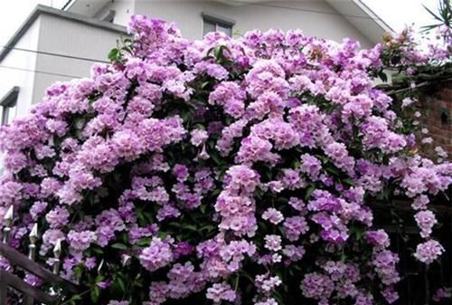 1种有味道的花，一次能开上百朵，却因独特的气味被排斥