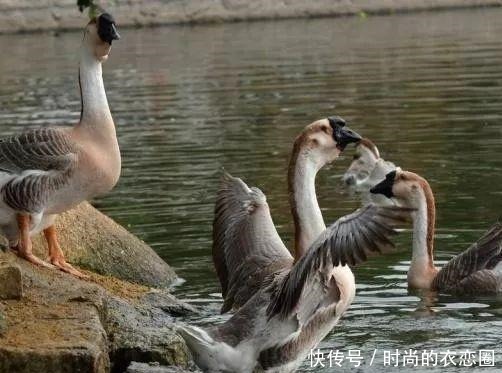 国内5种顶级食材,它上过央视!全吃过的,不是土豪也算资深吃货