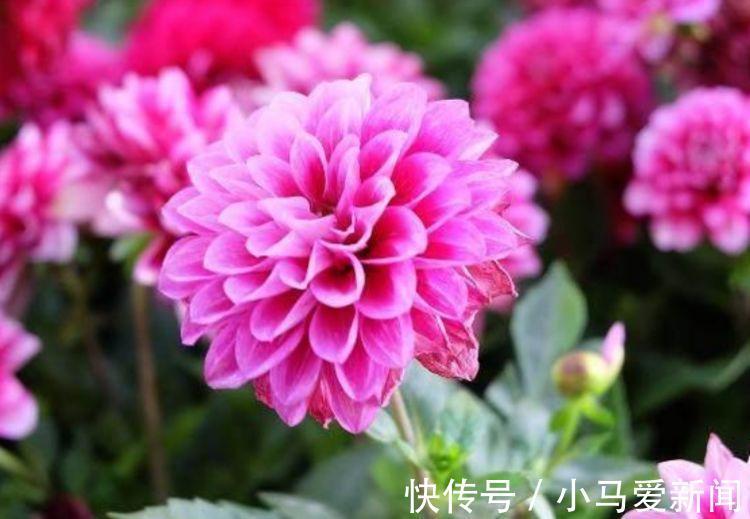 4种花养家里，开花不断，花朵多又艳，直接变成“小花园”