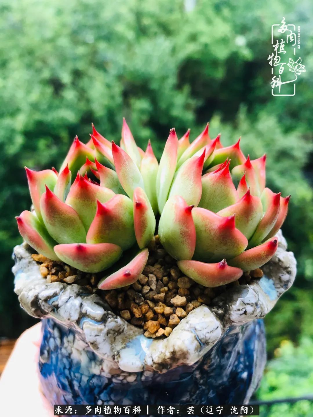 血罗|万物皆有灵性，一年四季有多肉陪伴真好！