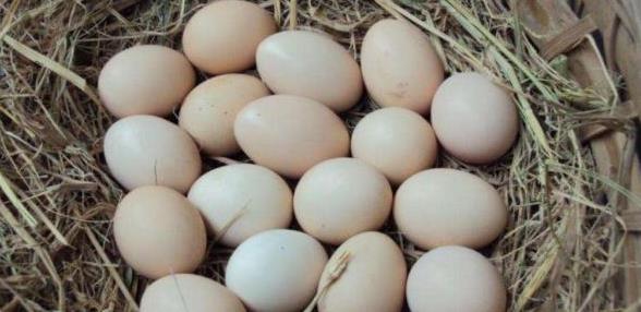 鸡蛋|患有血压高吃鸡蛋是好是坏?血压会升高吗?专家一次给你讲清楚!