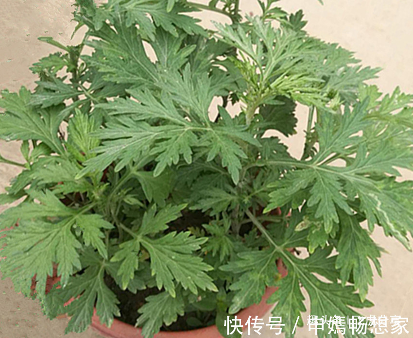 辟邪|农村到处都有的一种草,挖回去做盆栽,人人都喜欢