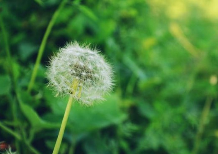蒲公英|农村的这几种野菜,利尿消肿、养肝护肝,多吃没有坏处!