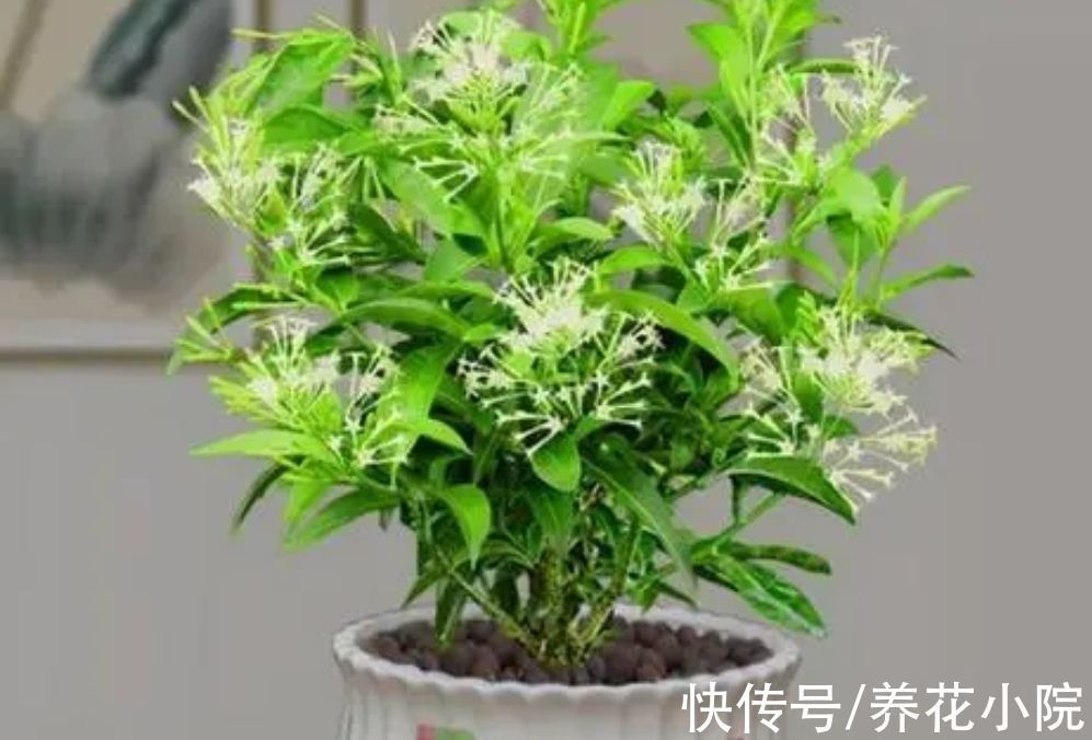 观赏价值|6种漂亮花卉,影响健康和睡眠,不适合养在卧室