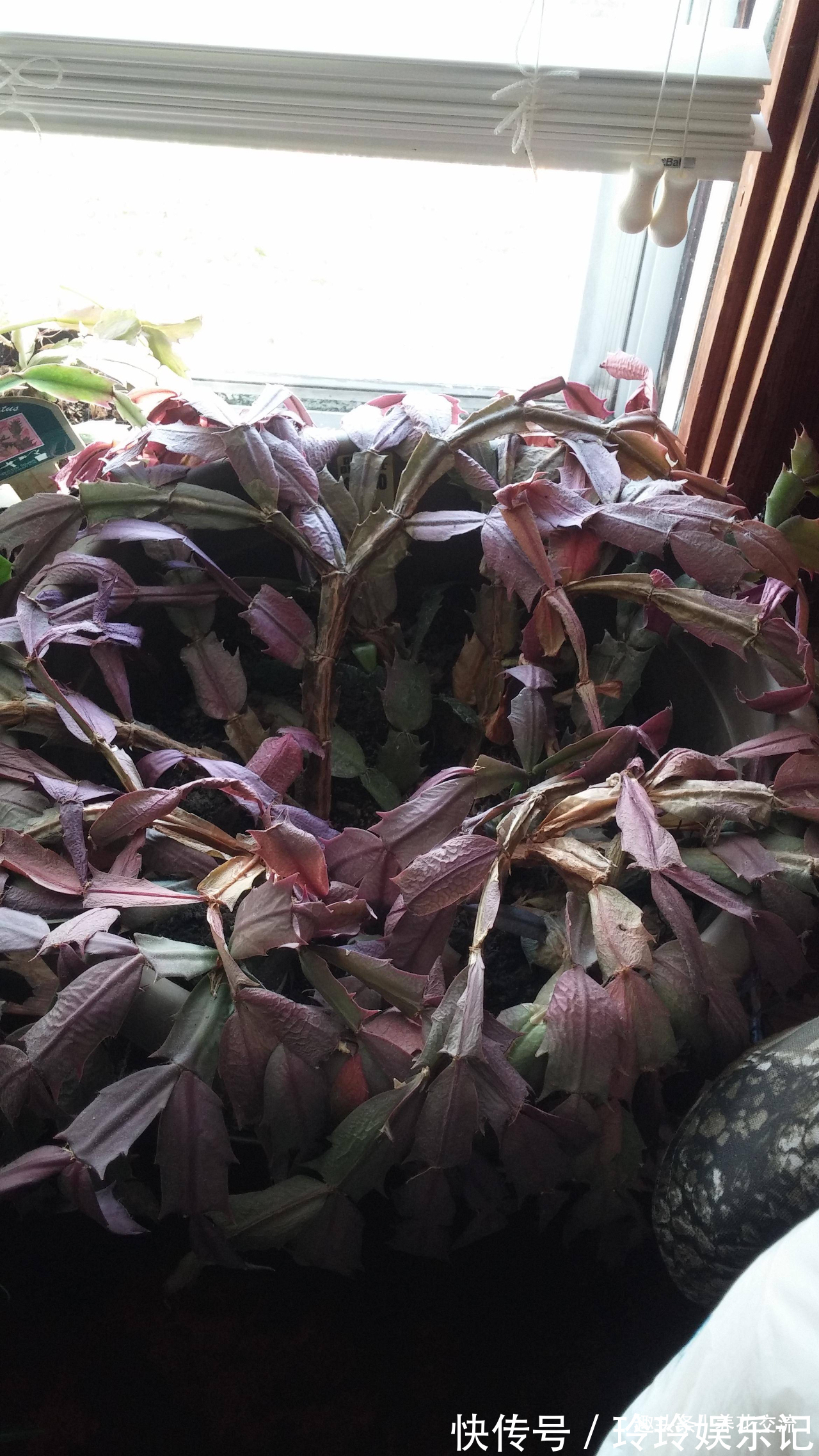 养盆栽蟹爪兰掌握10点就足够,看完就知道为啥叶子干瘪、不开花