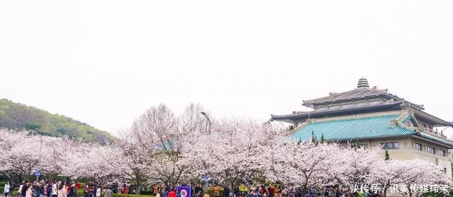 春天|国内六处赏樱胜地,有全球最大的赏樱基地,也有面朝大海的公园