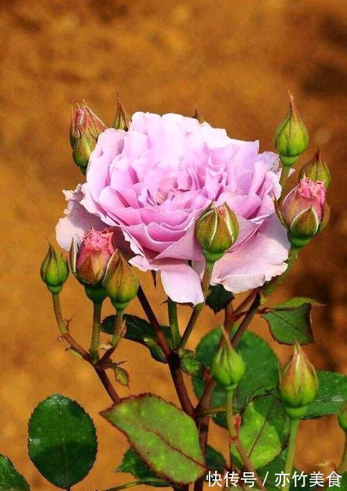 这个花一开就是300天,一笋能长20个花苞,种一棵四季有花赏!