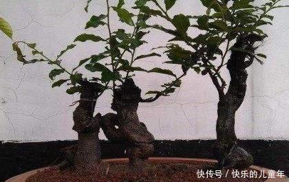 盆景教学：金弹子生桩栽培图解法，一看就懂！