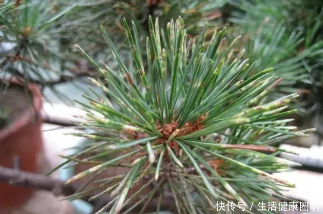 爱木盆景I 黑松家庭养护小记！