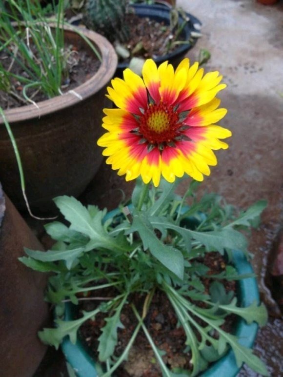 世界上品种最多的植物,没有之一,光路边就有20多种!