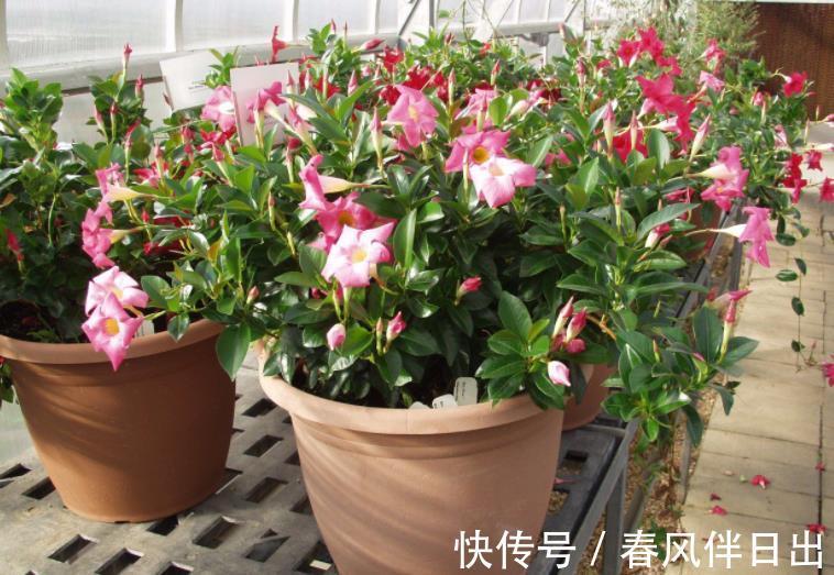 夏日|天越来越热，养花就选它，夏日不怕晒，突突开花，不能错过！