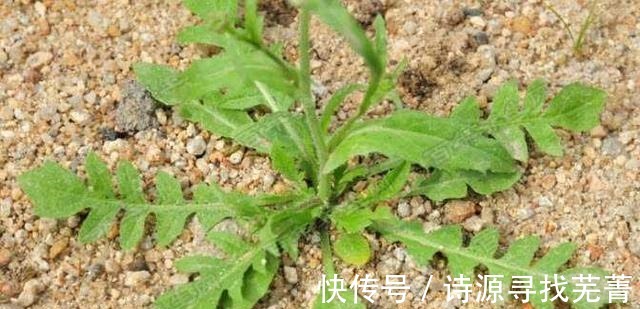 药用价值|农村一种野草叫“咬人草”地里随处可见,如今却是“百草之王”!