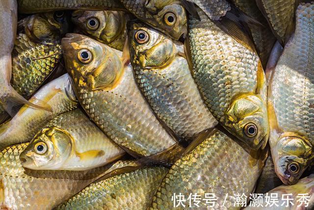 一套冬季钓鲫鱼的黄金公式,适用任何自然水域,从选点标准到垂钓