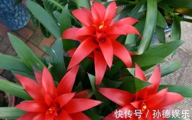 细数那些超耐阴的花,光照少长满屋,懒人大爱