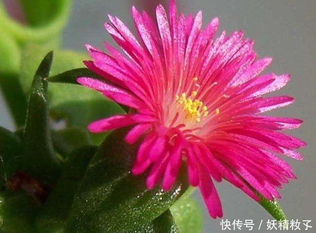 紫红色|此花紫红色的花色妖艳美丽,即可观花也可观叶,象征着独特的魅力