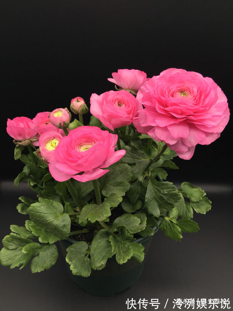 喜欢牡丹,不如养“稀有花卉”变色郁金香,花开会变色,梦幻华贵