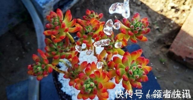 肉肉|养多肉要会控水,注意6点,1个小技巧,肉肉不用施肥也很胖!