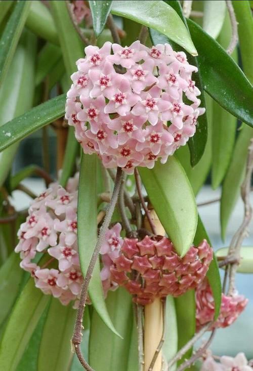 3种“耐阴花”,适合北阳台,不见太阳也能开花,四季轮流开不断