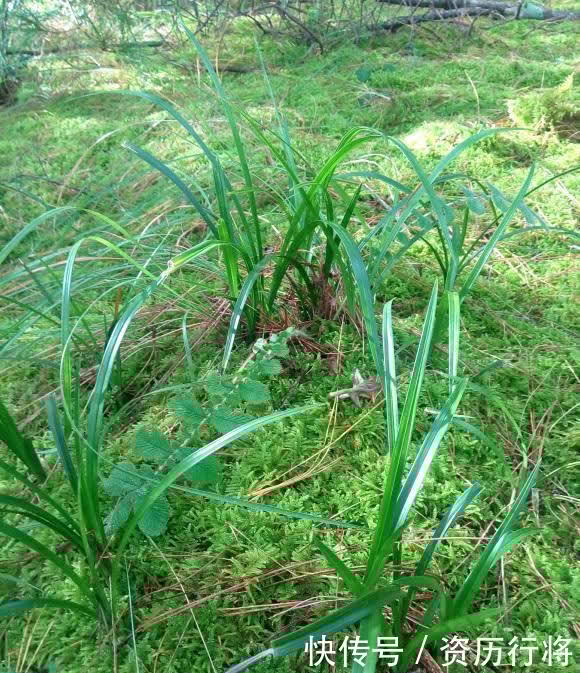 野外遇到的兰花，可不可以挖？出于人道主义，禁止野外开采