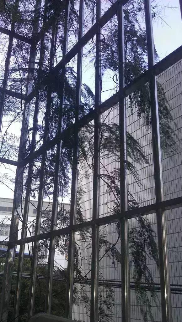 根系生长|6种花爱“喝酒吃醋”,半月来1勺,叶片浓绿滴油,狂开花!