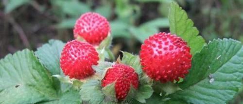 此种植物果实似草莓，叶子四季常青，整个植株上下都是宝