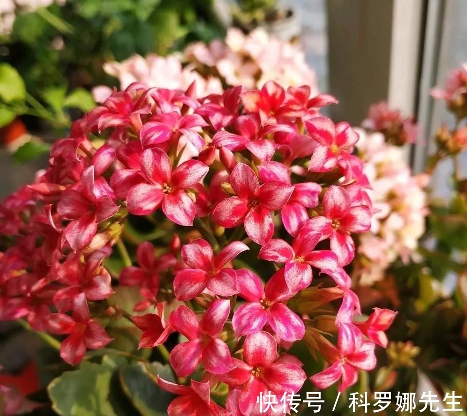 叶绿花繁|养长寿花,这4点很重要,做好了,叶绿花繁!