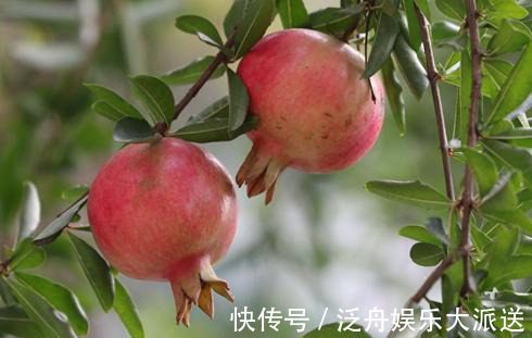 天然|“天然降血脂”的2种水果找到了!值得收藏,转给自己的家人看看