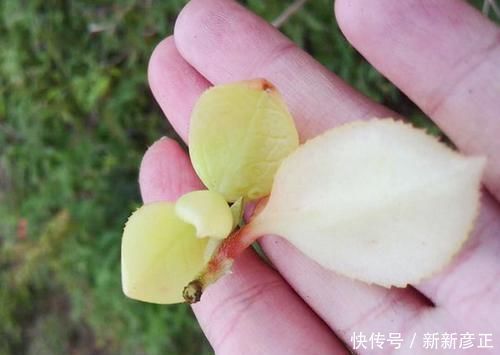 中薪|它是茶树上难得的好东西,城里人花钱都难买,农民却对它恨之入骨