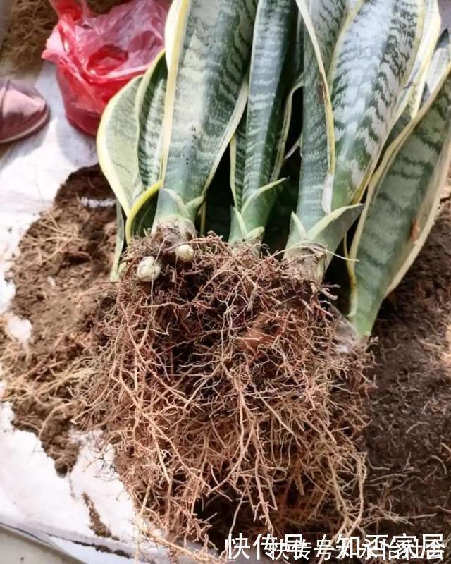 养花技巧：折腾不死的25种花，咋养都爆盆，懒人最适合