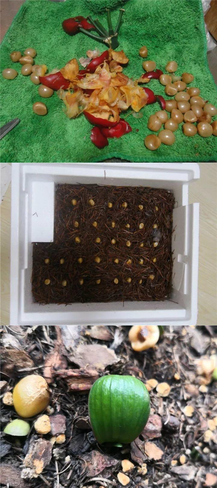 3种花不用“扦插”,花开完等俩月,半年变成“养花大户”!