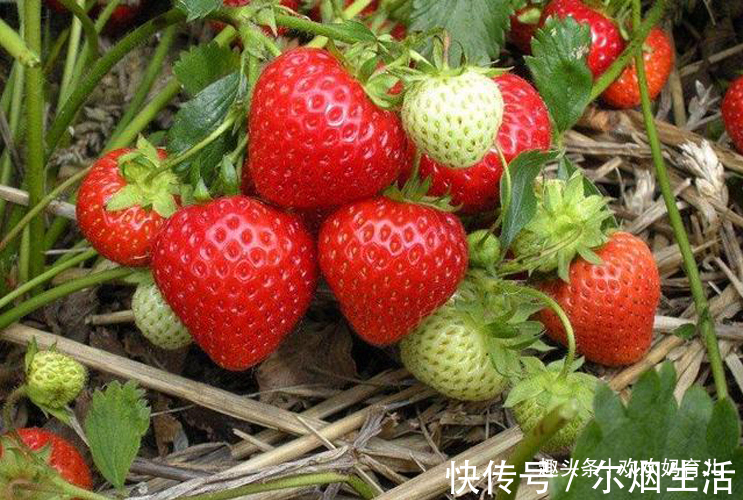 孩子|吃水果对孩子有害医生建议这4种水果,再馋也别让孩子多吃