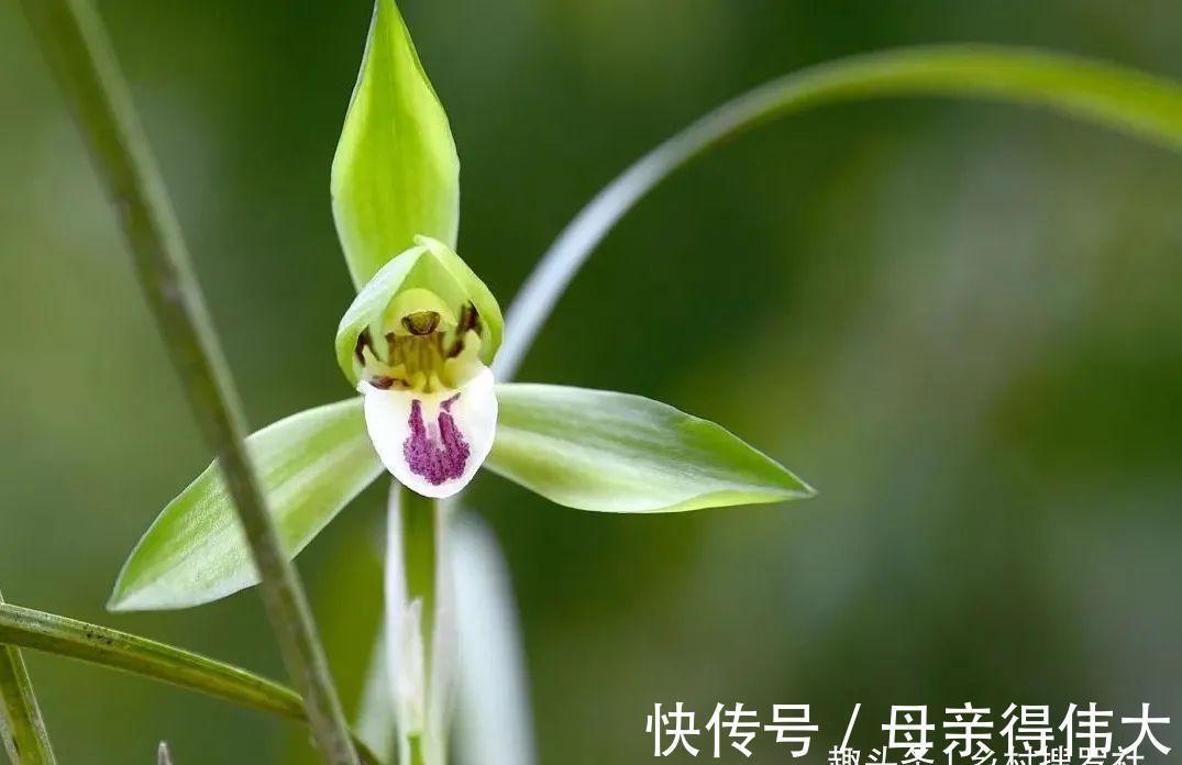 兰菌|松针土的秘密，不在松针，也不在土，很多人种植兰花都用错了